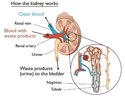 How the kidney works